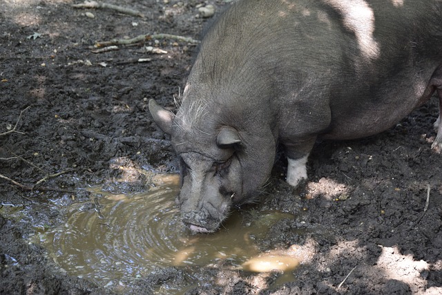 强的指导意 强的指导意